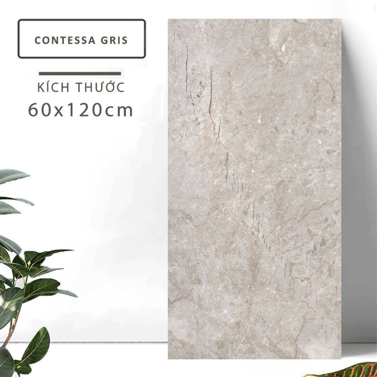 Đặc điểm của Gạch lát nền Ấn Độ men bóng 600x1200mm CONTESSA GRIS