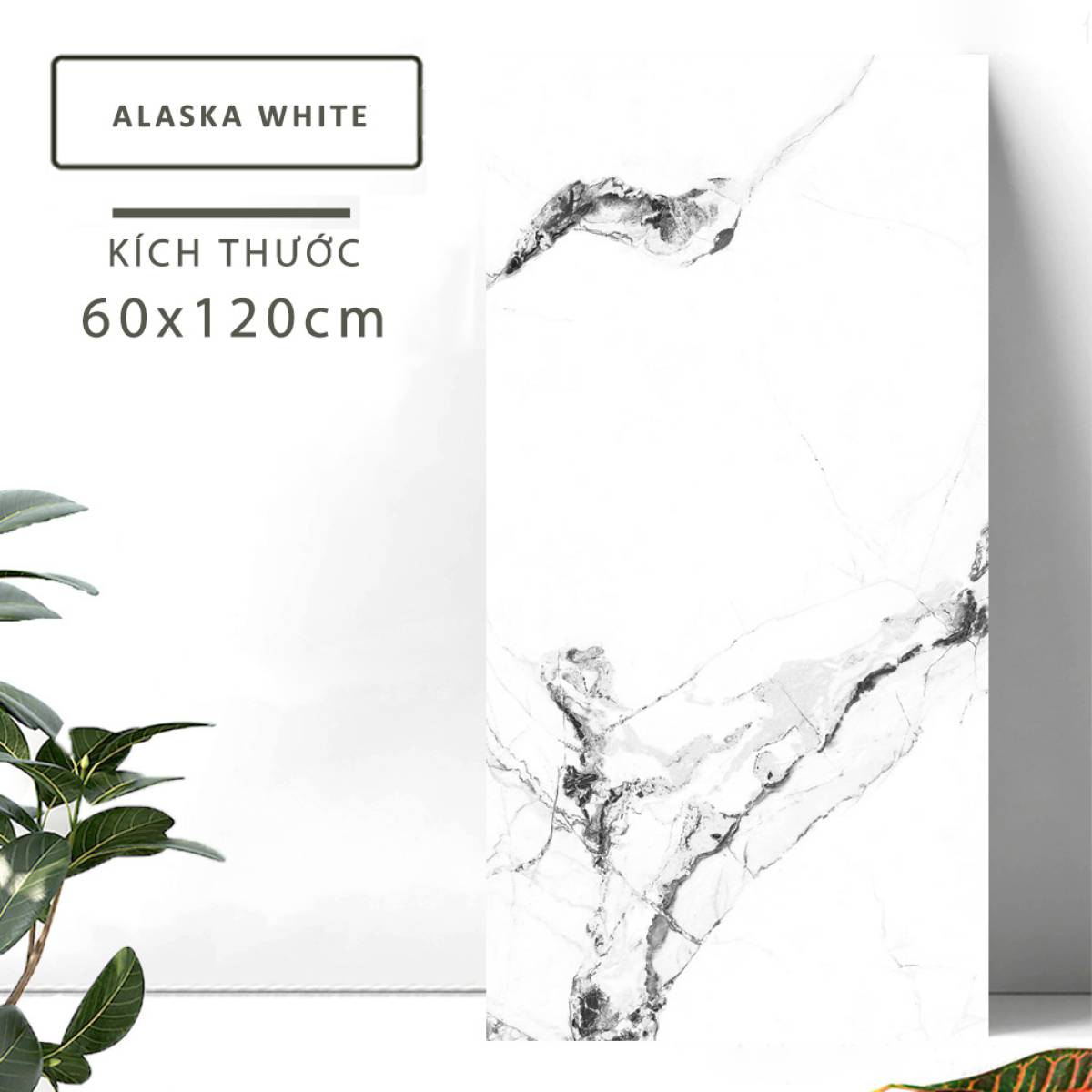 Đặc điểm của Gạch lát nền khổ lớn Ấn Độ men bóng cao 600x1200mm ALASKA WHITE 