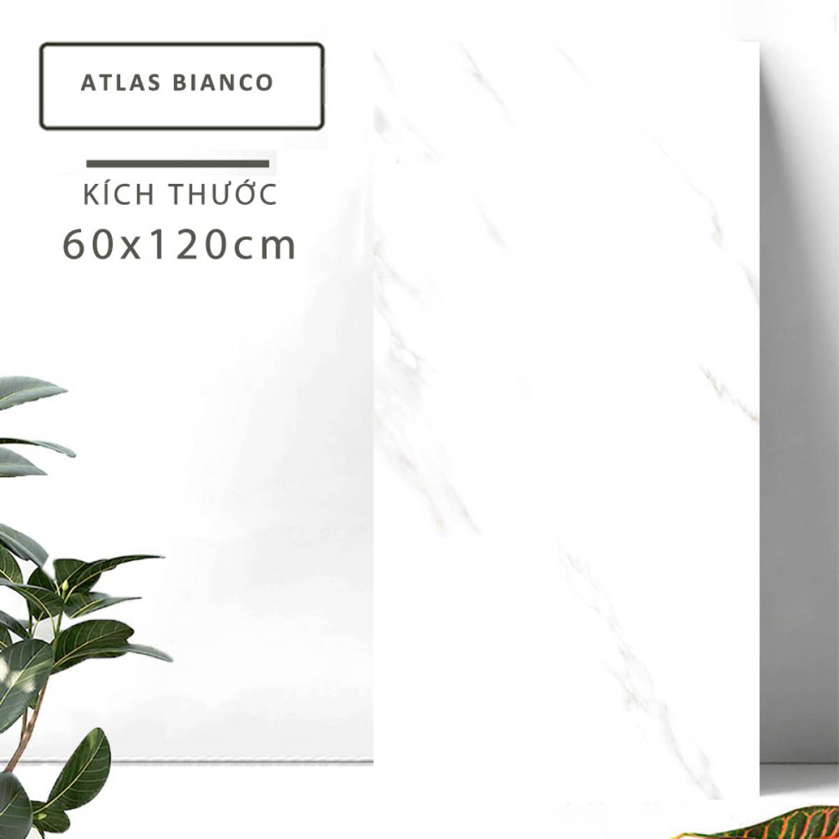 Đặc điểm của Gạch lát nền khổ lớn Ấn Độ men bóng cao 600x1200mm ATLAS BIANCO 