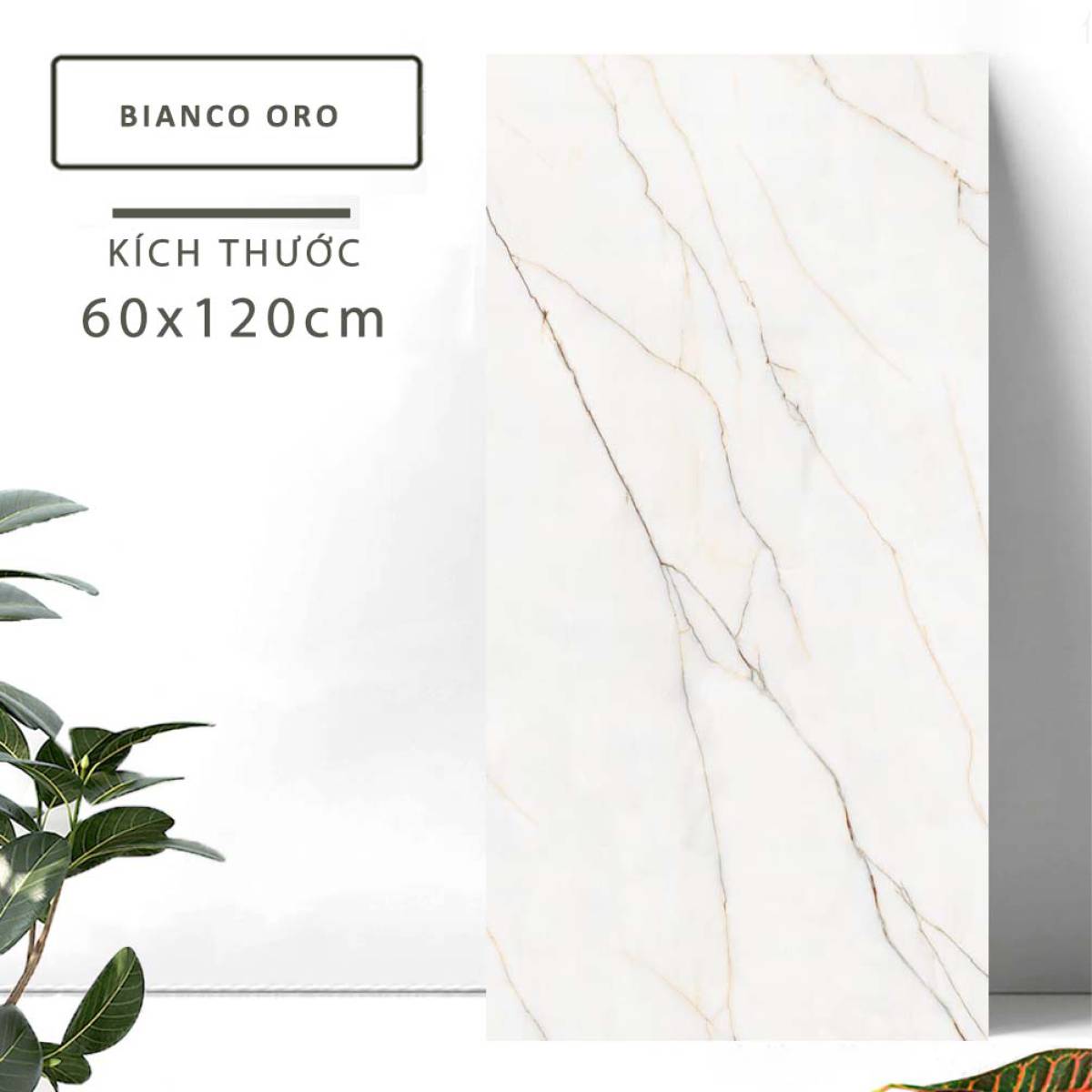 Đặc điểm của Gạch lát nền khổ lớn Ấn Độ men bóng cao 600x1200mm BIANCO ORO 