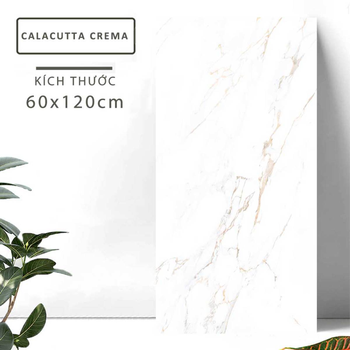 Đặc điểm của Gạch lát nền khổ lớn Ấn Độ men bóng cao 600x1200mm CALACUTTA CREMA