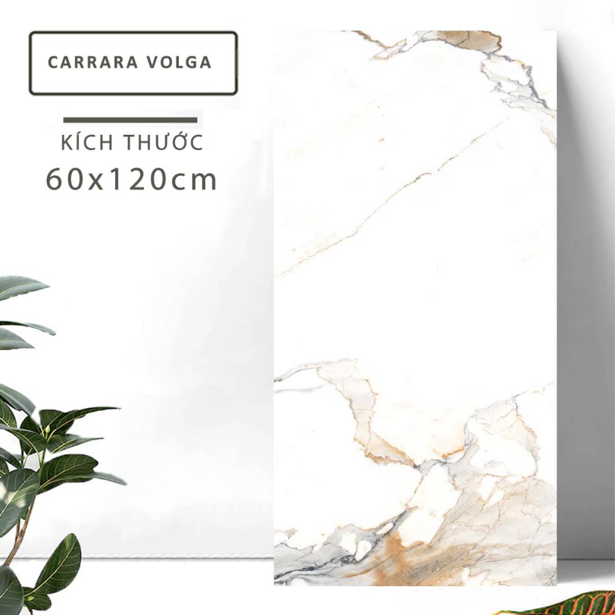 Đặc điểm của Gạch lát nền khổ lớn Ấn Độ men bóng cao 600x1200mm CARRARA VOLGA