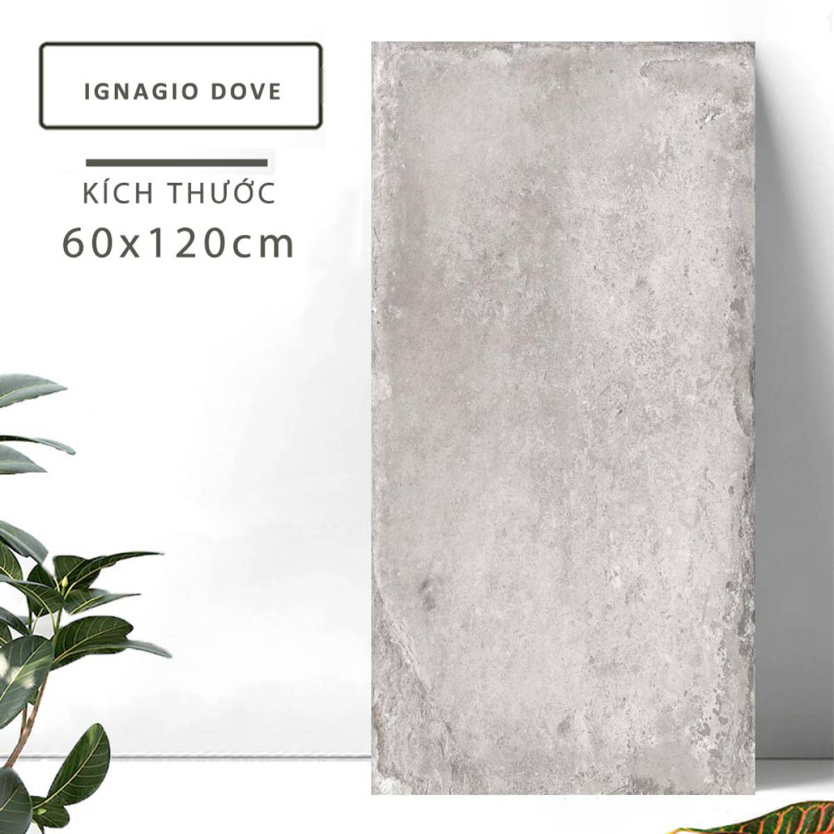 Đặc điểm của Gạch khổ lớn Ấn Độ men Matt 600x1200mm IGNAGIO DOVE