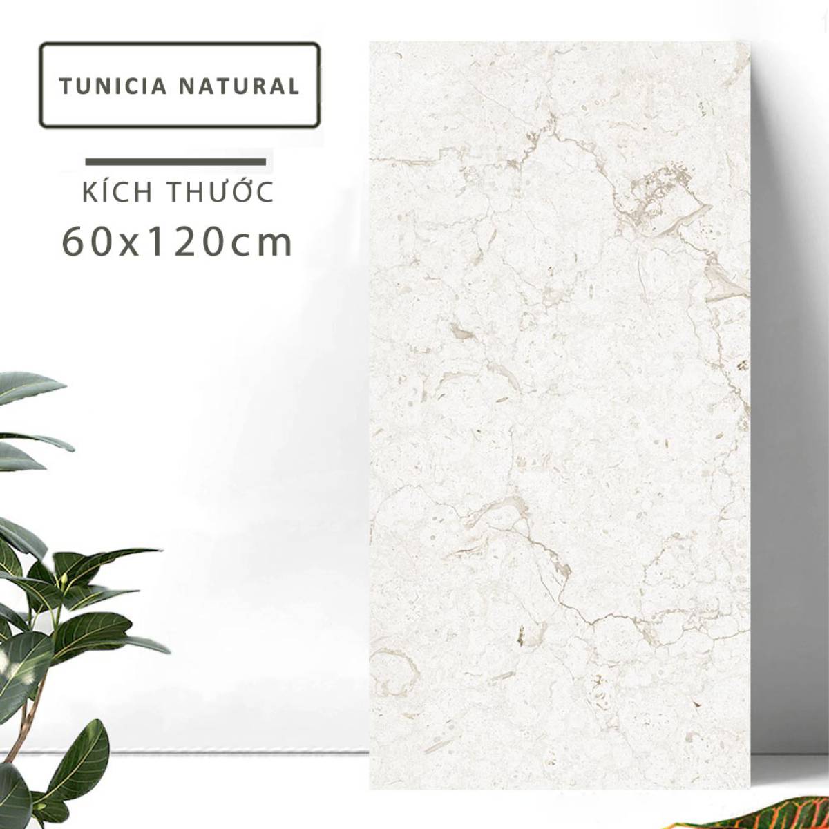 Đặc điểm của Gạch khổ lớn Ấn Độ men Matt 600x1200mm TUNICIA NATURAL