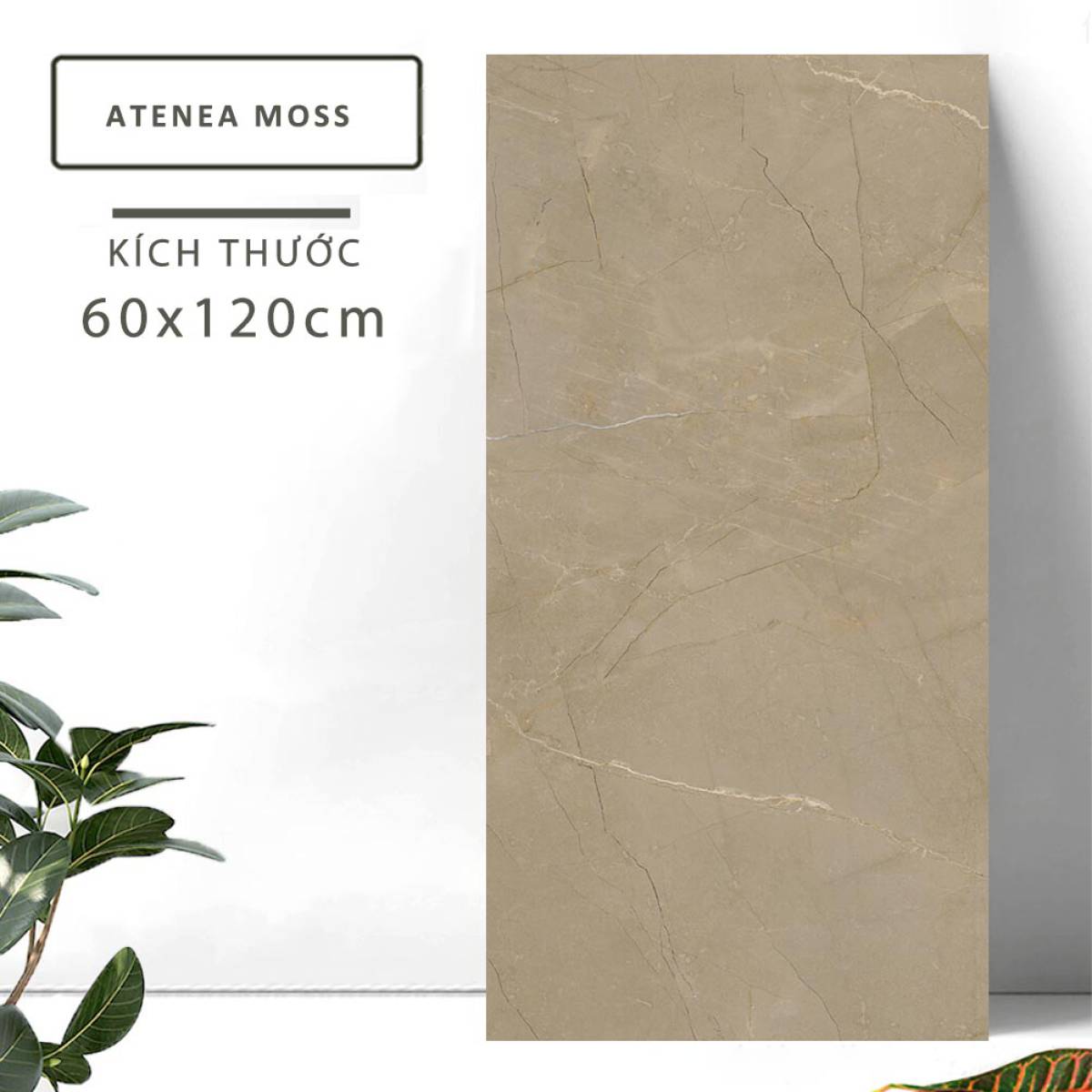 Đặc điểm của Gạch khổ lớn Ấn Độ men bóng 600x1200mm ATENEA MOSS