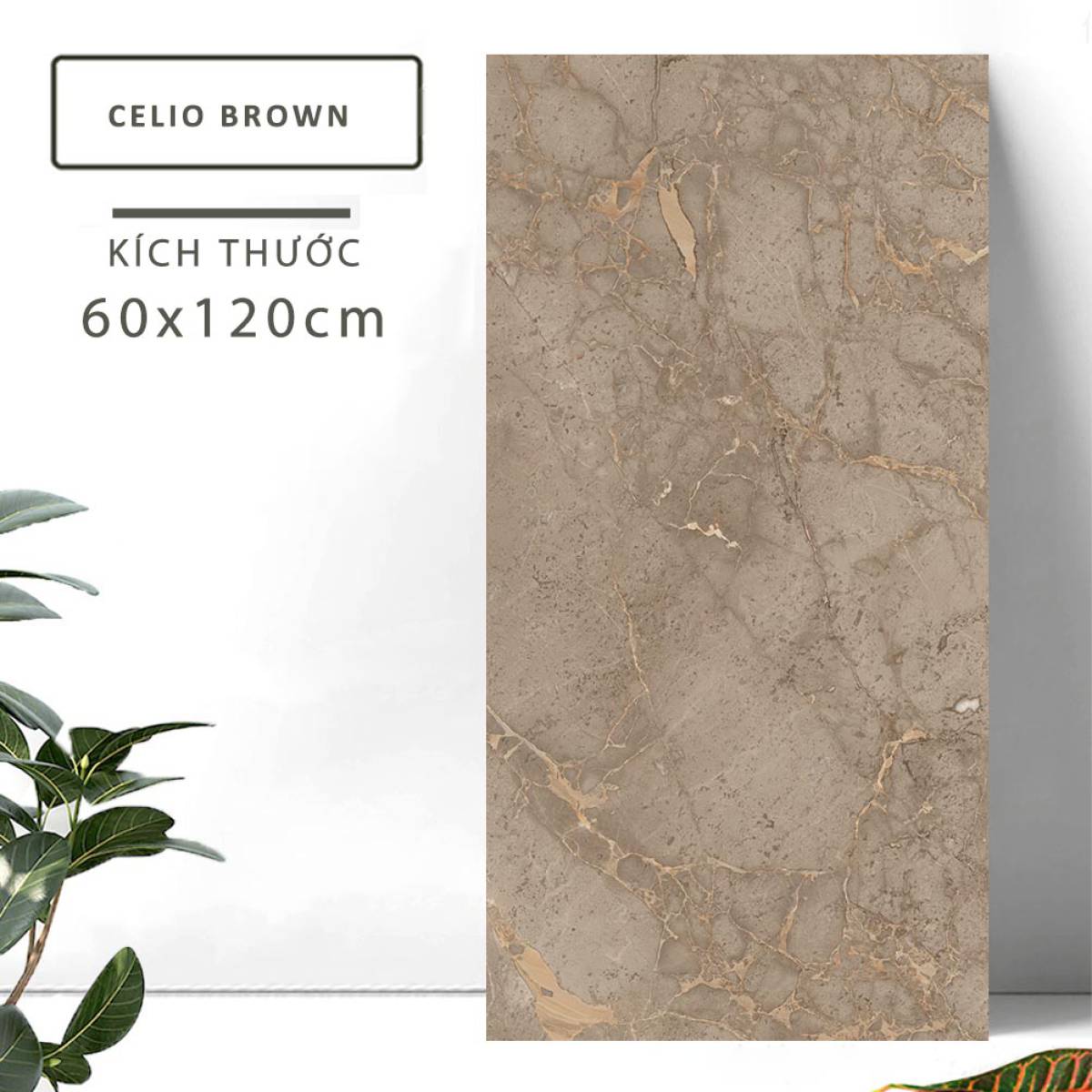 Đặc điểm của Gạch khổ lớn Ấn Độ men bóng 600x1200mm CELIO BROWN