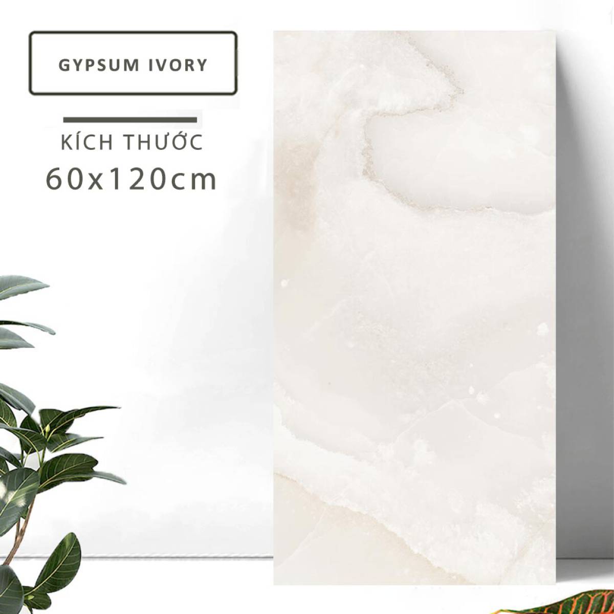 Đặc điểm của Gạch khổ lớn Ấn Độ men bóng 600x1200mm GYPSUM IVORY