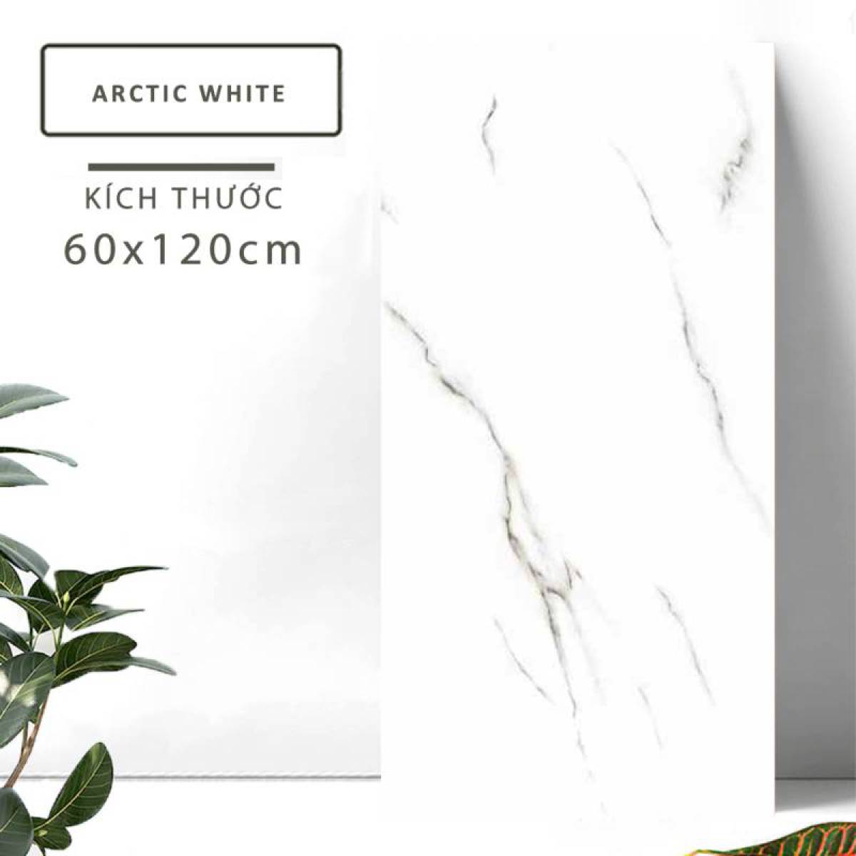 Sản phẩm gạch khổ lớn men bóng Nessa Ấn Độ 600x1200mm ACTIC WHITE