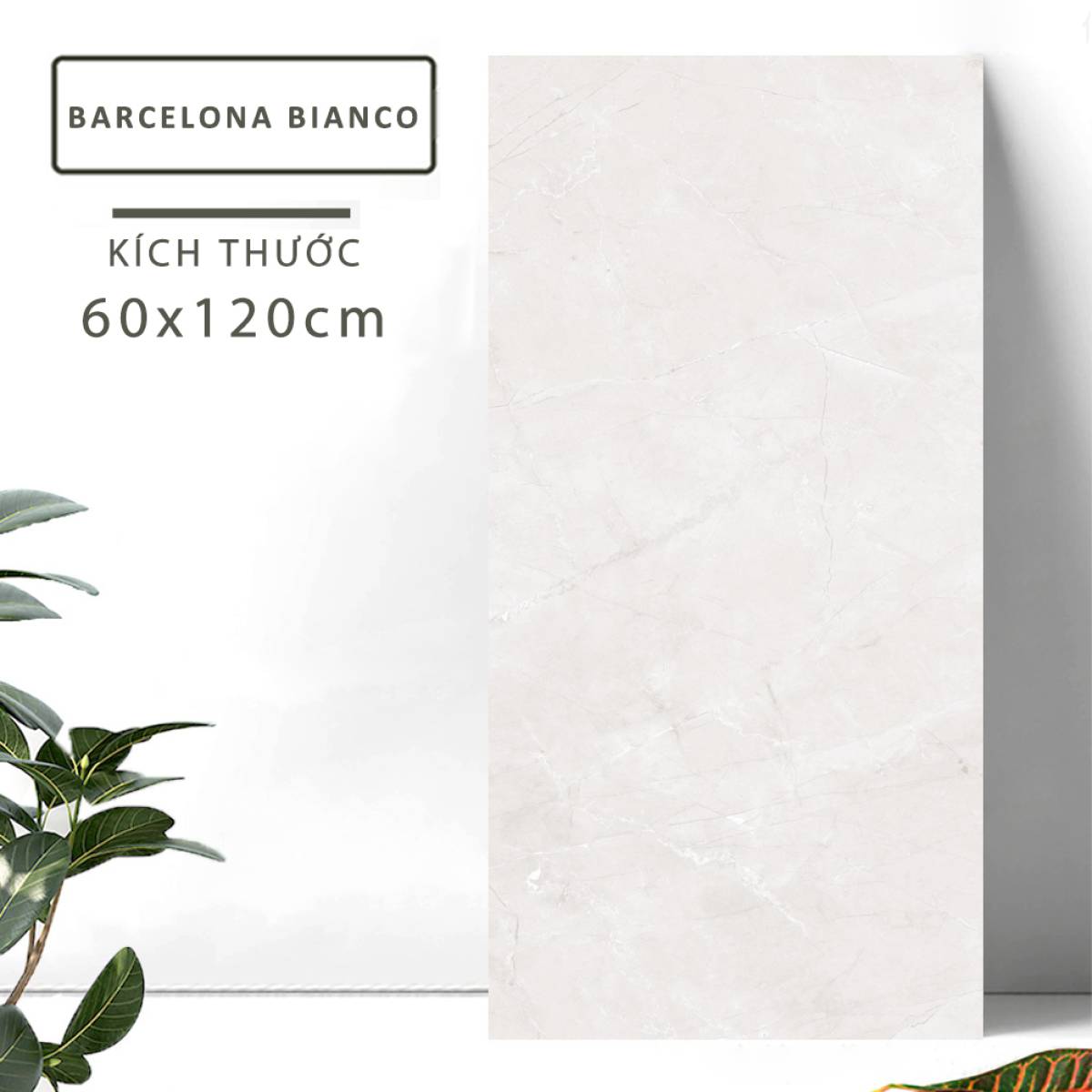 Sản phẩm gạch khổ lớn men bóng Nessa Ấn Độ 600x1200mm BARCELONA BIANCO