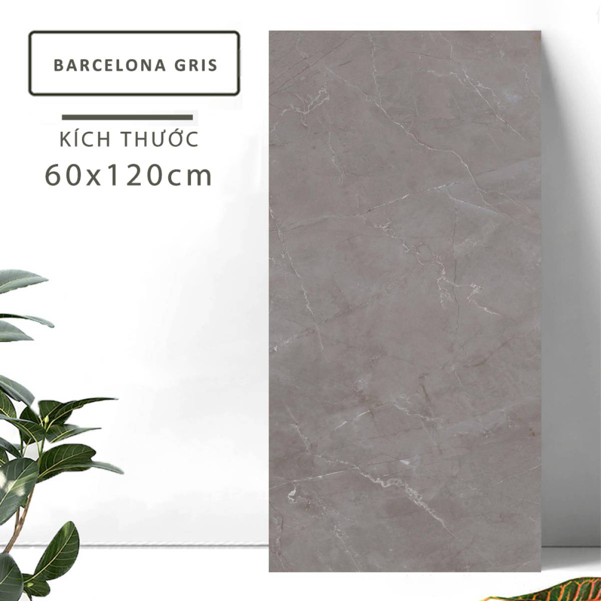 Sản phẩm gạch khổ lớn men bóng Nessa Ấn Độ 600x1200mm BARCELONA GRIS