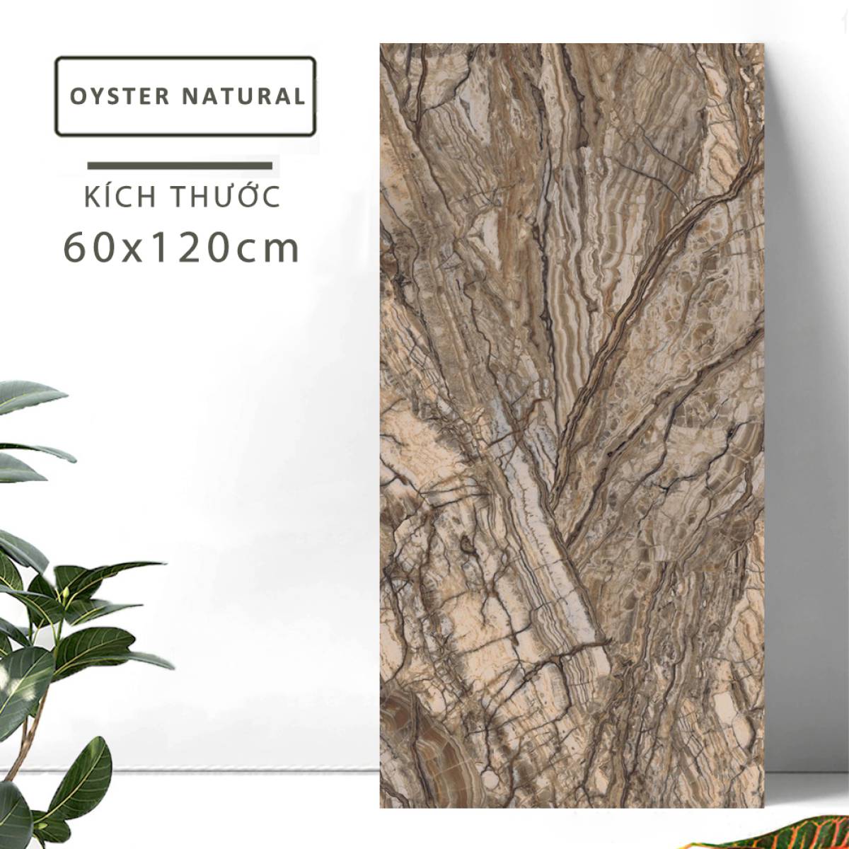 Sản phẩm gạch khổ lớn men bóng Nessa Ấn Độ 600x1200mm OYSTER NATURAL