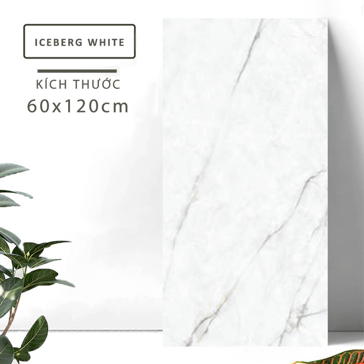 Sản phẩm gạch khổ lớn men bóng Dali Ceramico Ấn Độ 600x1200mm ICEBERG WHITE