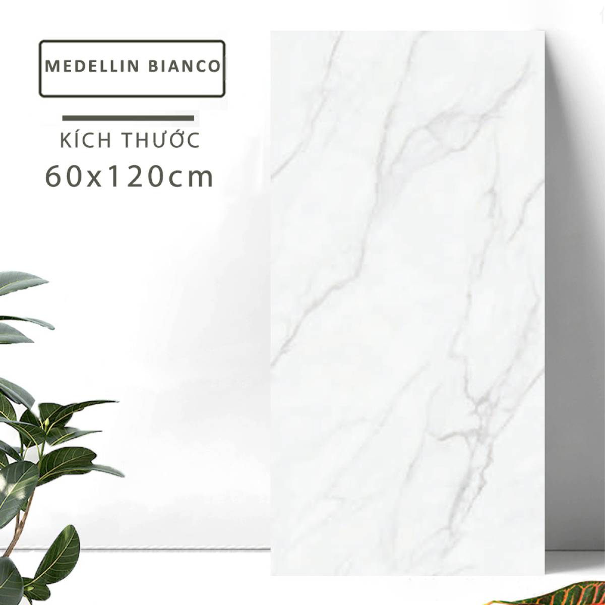 Sản phẩm gạch khổ lớn men bóng Dali Ceramico Ấn Độ 600x1200mm MEDELLIN BIANCO