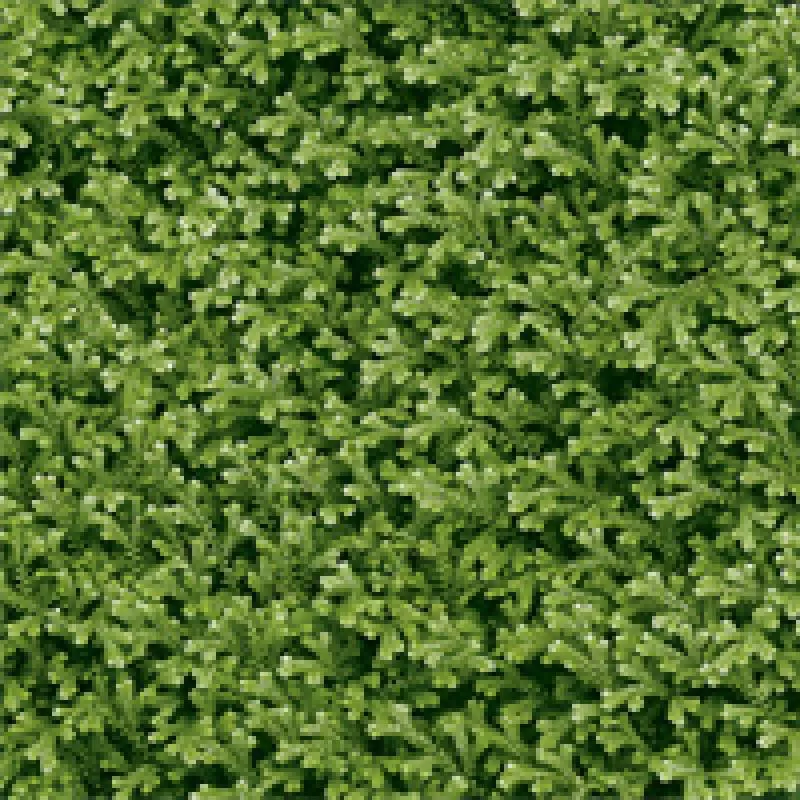 Gạch sân vườn 400x400 Đồng Tâm 4040THESEA001