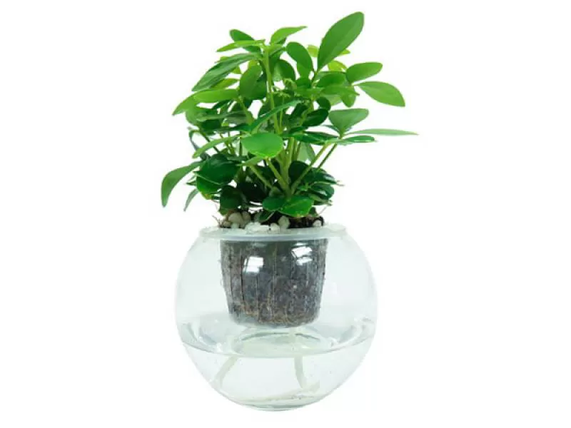 Cây Ngũ Gia Bì Xanh thuỷ sinh