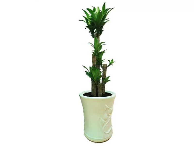 Cây Thiết Mộc Lan