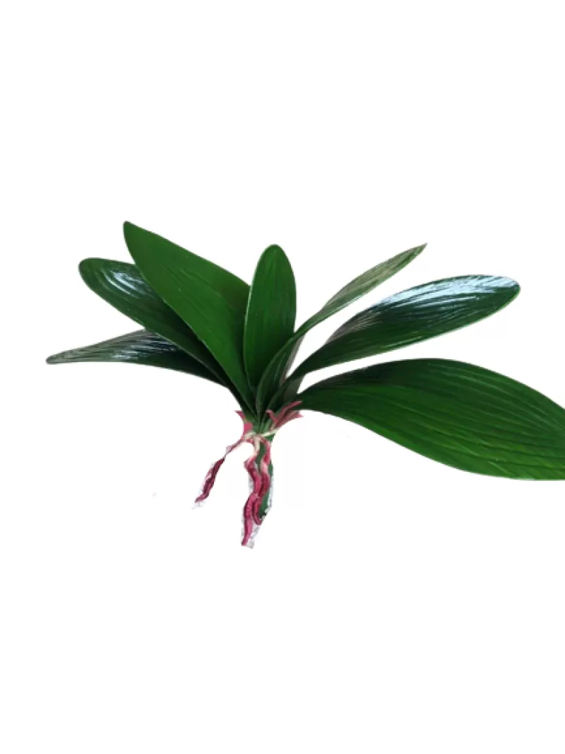 Lá lan hồ điệp 