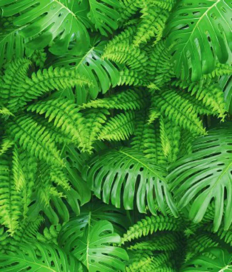 Giấy dán tường Imperial 81018-1