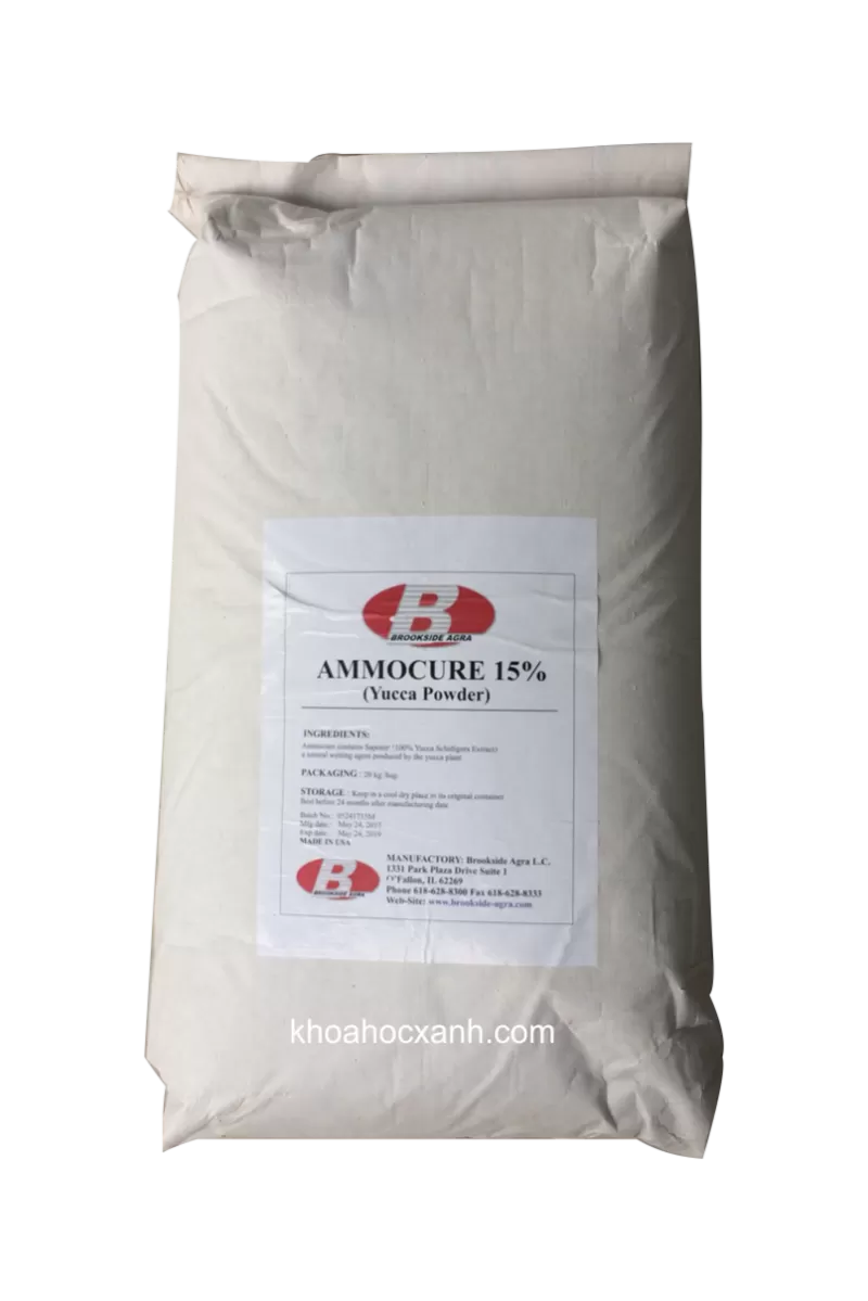 Bán Yucca Bột - Amore 15