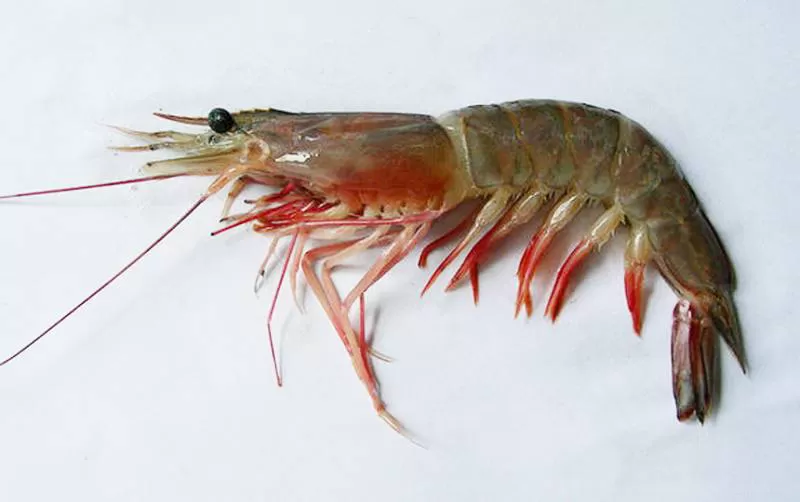 Xuất khẩu tôm khó duy trì đà tăng trưởng