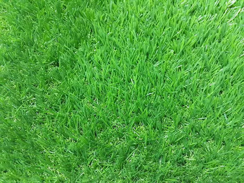 Cỏ nhân tạo sân vườn PTN-TG30