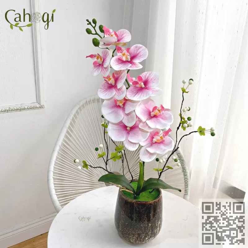 Chậu Lan Hồ Điệp Thân Đốm 1 Cành Cắm Sẵn