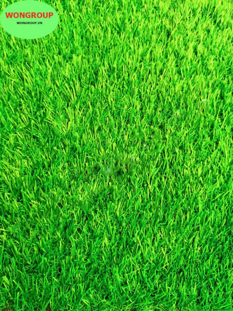 Cỏ sân vườn MV-02C