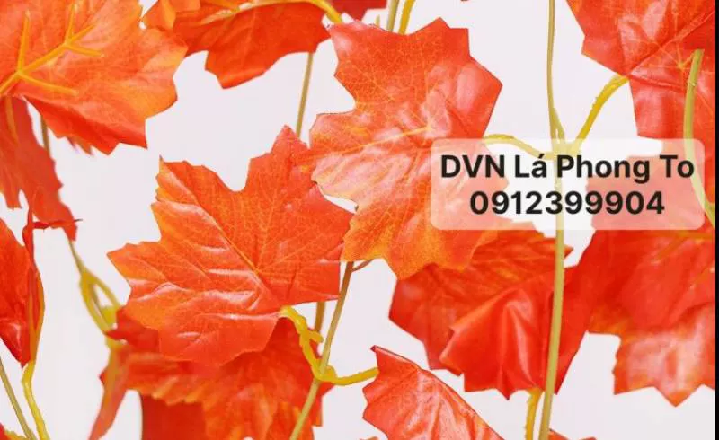 Thành Đạt Lá Phong To