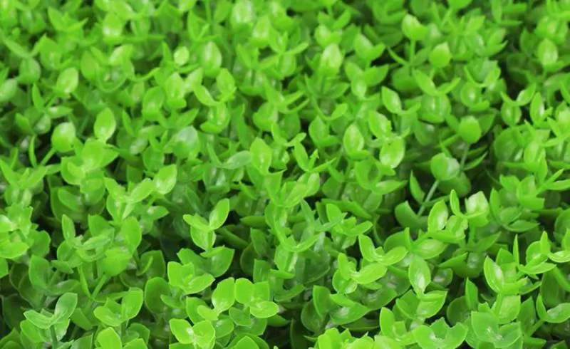 Thành Đạt Cỏ Tai Chuột