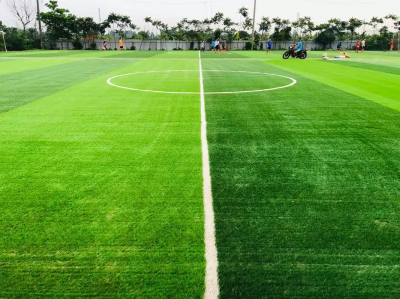 Cỏ sân bóng đá TC36-16UT