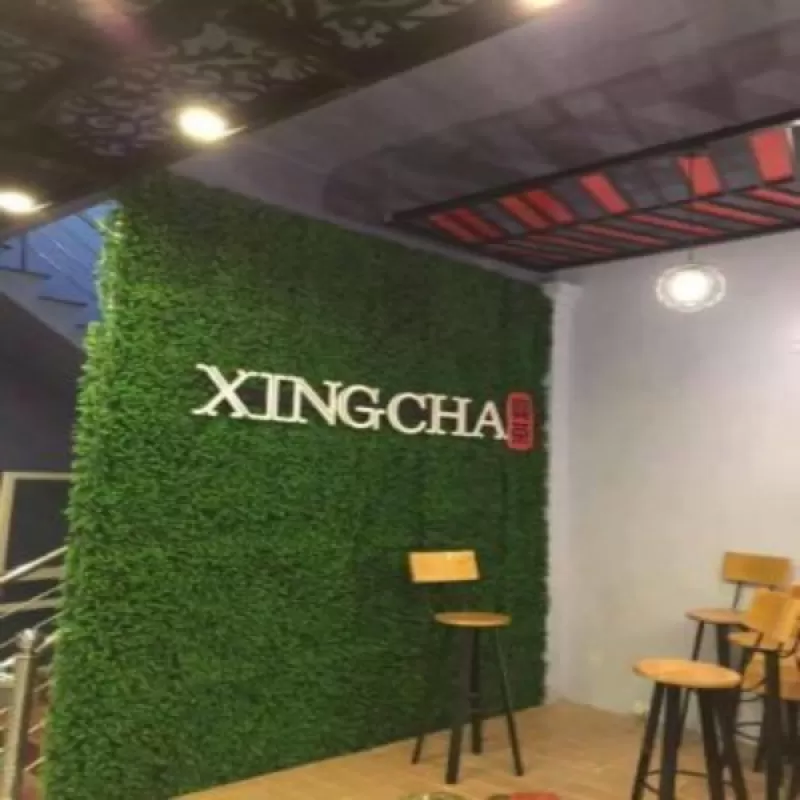 Cỏ tai chuột trang trí cửa hàng, spa, salon, sự kiện 