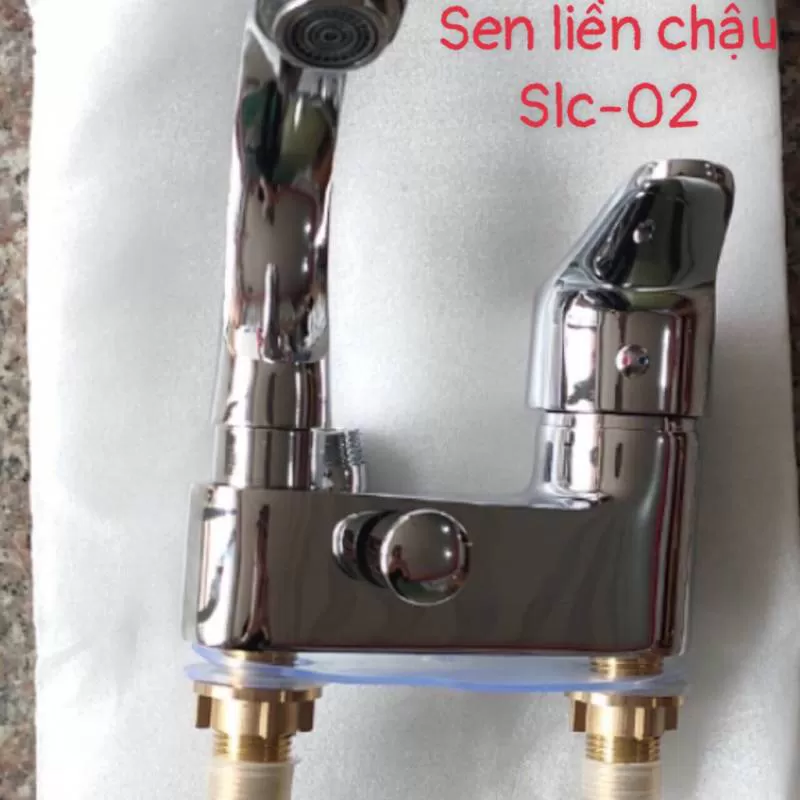 Sen liền chậu 3 lô nóng lanh homaya -slc02